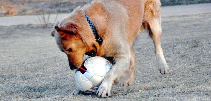 На футбол с собакой