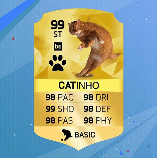 Котиньо, кот-футболист, фото