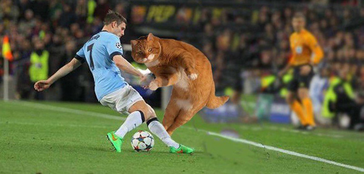 Мемы про Котиньо: кот-футболист рвет соцсети