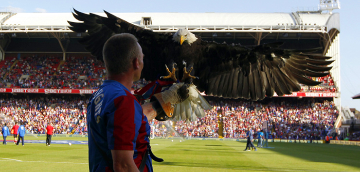 В Англии совершено покушение на жизнь орла-символа клуба АПЛ