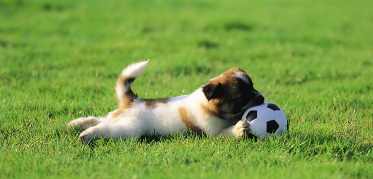 Собака играет в футбол